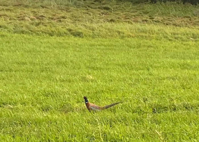 Cudne Manowce Ogrodzony Na Wylacznosc Wsrod Ciszy I Natury U Stop Gor Izerskich * Giebultow (Lwowek Slaski)